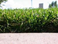 a buffalo grass lawn in Euless