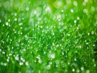 morning dew is a great sign for your lawn